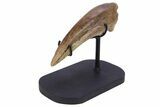 Killer Fossil Tyrannosaur (Daspletosaurus) Toe Claw - Montana #381122-10